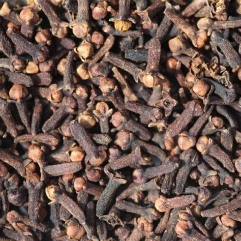 Fresh Cloves - Get Your Aromatic Eugenia Aromaticum Plant Today ...