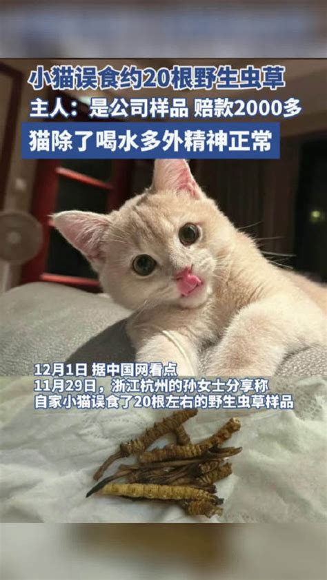 小猫误食约20根野生虫草 主人赔偿2000多_新浪新闻