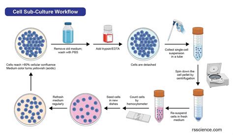 Cell Culture Basics – The Foundation of Biotechnology - Rs' Science