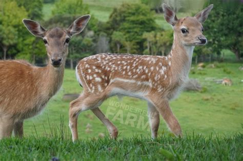 Deer Gestation Period