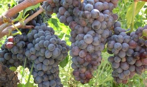 How to pronounce Andouille [Explained]