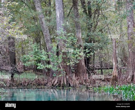Bald cypress at edge of spring fed creek flowing into Santa Fe River ...