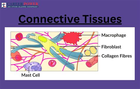 Connective Tissue Function 的图像结果
