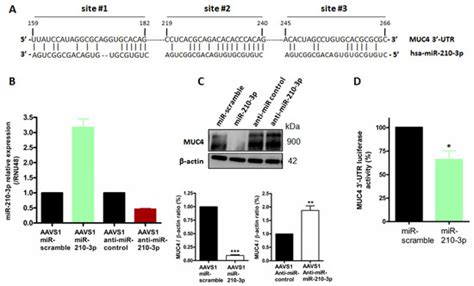 Antagonistic Roles of the Tumor Suppressor miR-210-3p and Oncomucin ...
