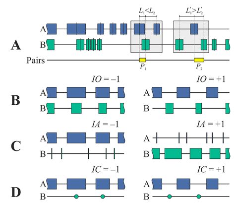 Equilibrium Definition Biology