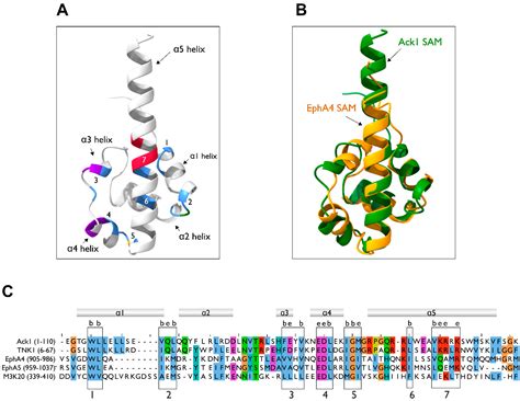 Domain Architecture of the Nonreceptor Tyrosine Kinase Ack1