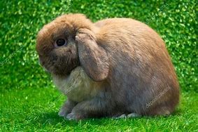 Image result for Holland Lop On White Background