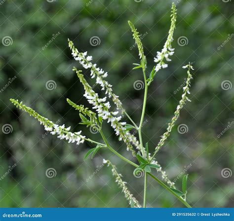 In Nature, the Honey-bearing Plant White Melilot (Melilotus Albus) Blooms Stock Photo - Image of ...