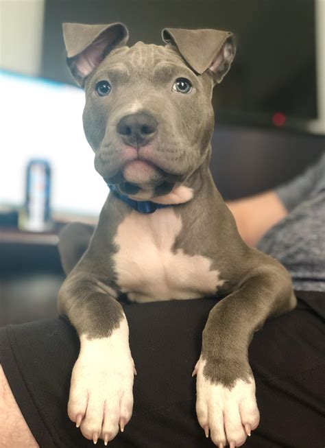 Cute Puppy Dogs Pitbull Puppies