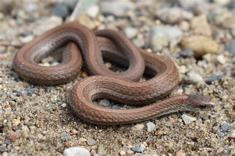 Red-bellied Snake (Storeria occipitomaculata) - Amphibians and Reptiles ...