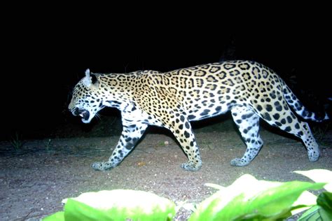 DIO’s commitment to protecting the jungle wildlife in Belize – Inside DIO