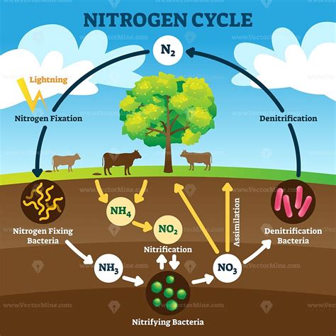 Nitrogen cycle vector illustration Chemistry Lessons, Science Lessons, Science For Kids, Science ...