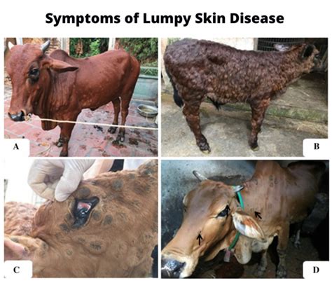 Lumpy Skin Disease : Reason and Mitigation Methodologies - CEDSI