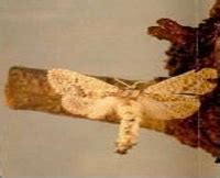 Drumstick Bark caterpillar