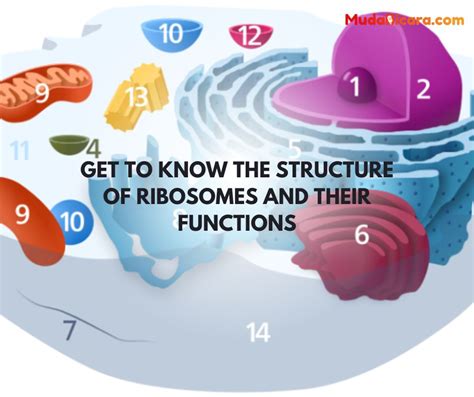 Image result for Ribosomes Structure and Function