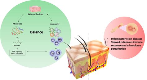 Potential Clinical Applications of the Postbiotic Butyrate in Human ...