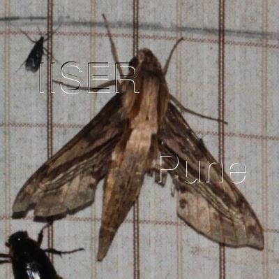 Ramana Athreya @ IISER-Pune : Sphingid Species Notes