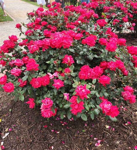 Rose 'Double Knockout®' 2ft Standard - Hello Hello Plants