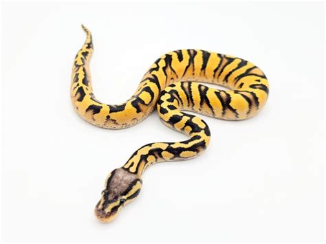 Image result for Pastel Zebra Ball Python