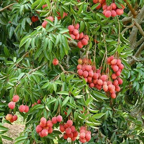 Creative Farmer Dwarf Lychee Plant Live Lichi Healthy Fruit Litchi ...