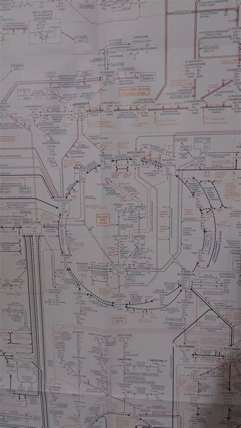 Biochemistry Process Map 的图像结果