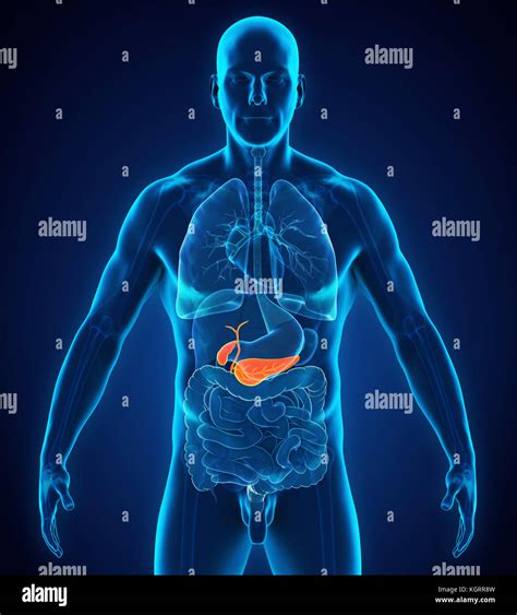 Human gallbladder and pancreas anatomy hi-res stock photography and ...