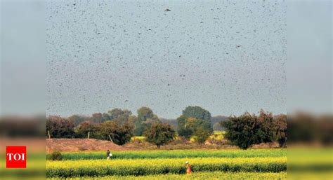 Rajasthan farmers want aerial assault to combat locusts | Jaipur News ...