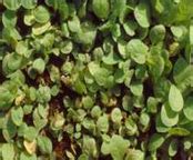 TNAU Agritech Portal :: Crop Protection