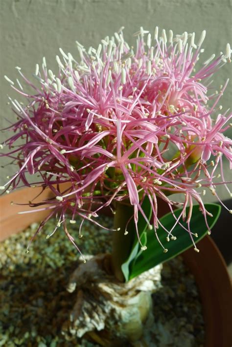 Boophone haemanthoides - Gifbol, Kwaslelie, Candelabra flower, Incotho ...