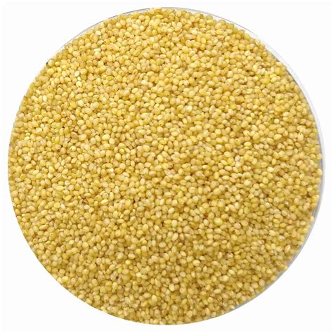 Foxtail Millet Grains Organic 500gm | Foxtail Millet Grains - Millet Amma