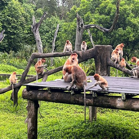 LABUK BAY PROBOSCIS MONKEY SANCTUARY (2026) All You Need to Know BEFORE ...