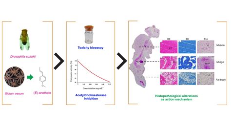 Toxicity, Histopathological Alterations and Acetylcholinesterase ...