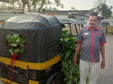 The Green Army members quickly handed over the trees, including banyan ...