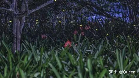 漫天流萤！云南这个5A级热带植物园，在星空下邂逅一片萤火海！|萤火虫|植物园|西双版纳傣族自治州_新浪新闻