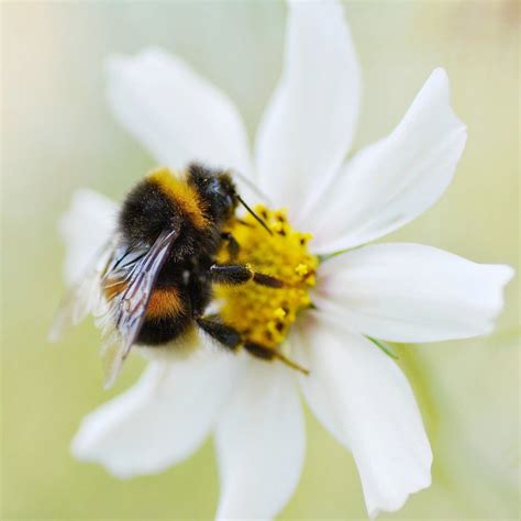 Do Bumblebees Sting? – Beevive