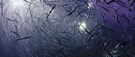 Download wallpaper 2560x1080 fish, sea, depth, underwater world dual ...