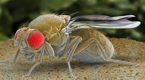 Sick And Tired? Scientists Find Protein That Puts Flies To Sleep And ...