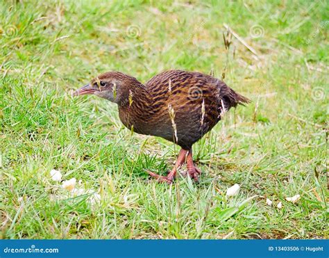 New Zealand Weka stock photo. Image of wildlife, flightless - 13403506