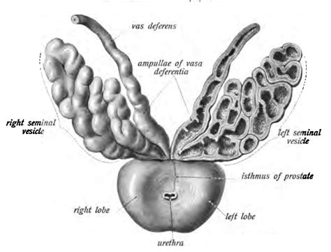 Ampulla Of Vas Deferens
