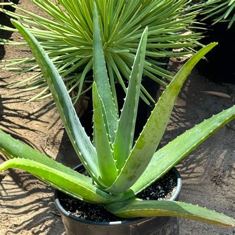 Aloe Plant 的图像结果