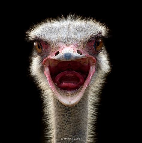 how to photography frozen flowers