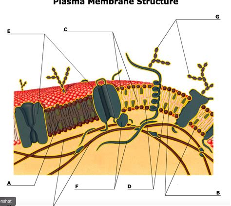 Plasma Cell Structure 的图像结果