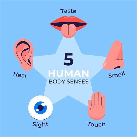 5 Sinne Bilder - Kostenloser Download auf Freepik