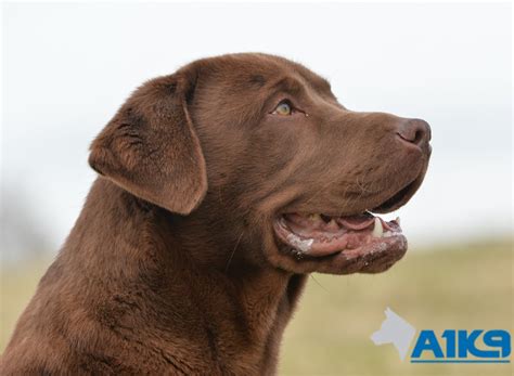 Protection of Lab Dog 的图像结果