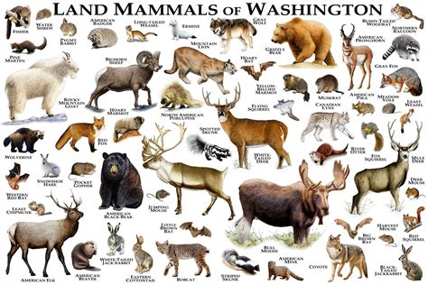 Mammals of Washington Poster Print / Washington Mammals Field | Etsy
