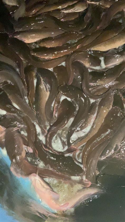 Fresh Catfish,guaranteed,Great taste!, Adjei Ashitey Street,Ablekuma CP ...