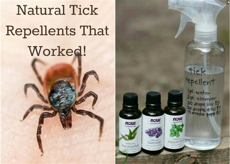 TICKs (kliešť) prevention - safe essential oils which works: Lemongrass ...