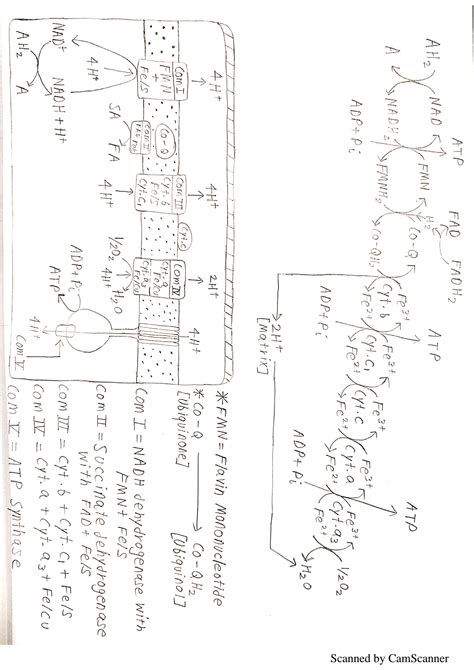 SOLUTION: Biochemistry important cycles and processes - Studypool