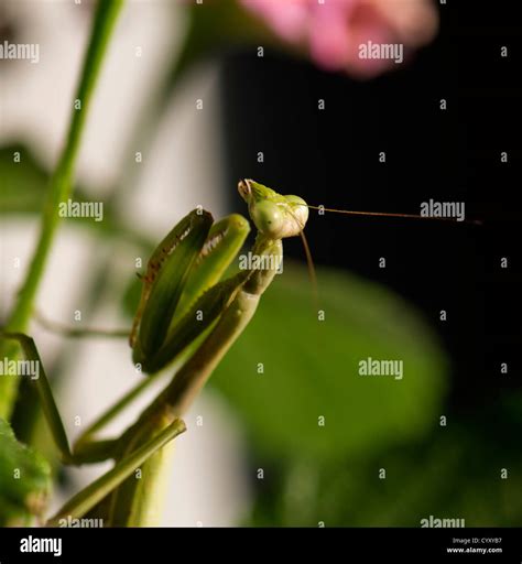 A female Praying Mantis, Mantis religiosa on a plant stem. Oklahoma ...