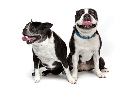 Obituaries - Shawgo Memorial Home